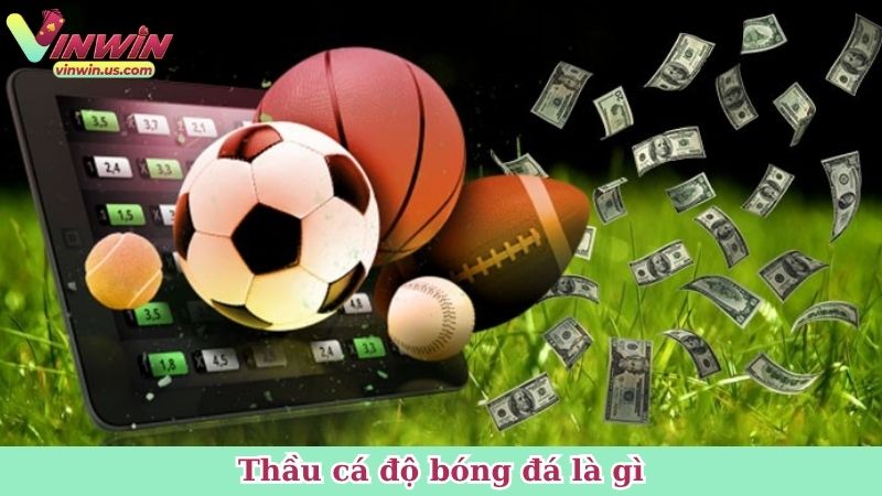thầu cá độ bóng đá là gì